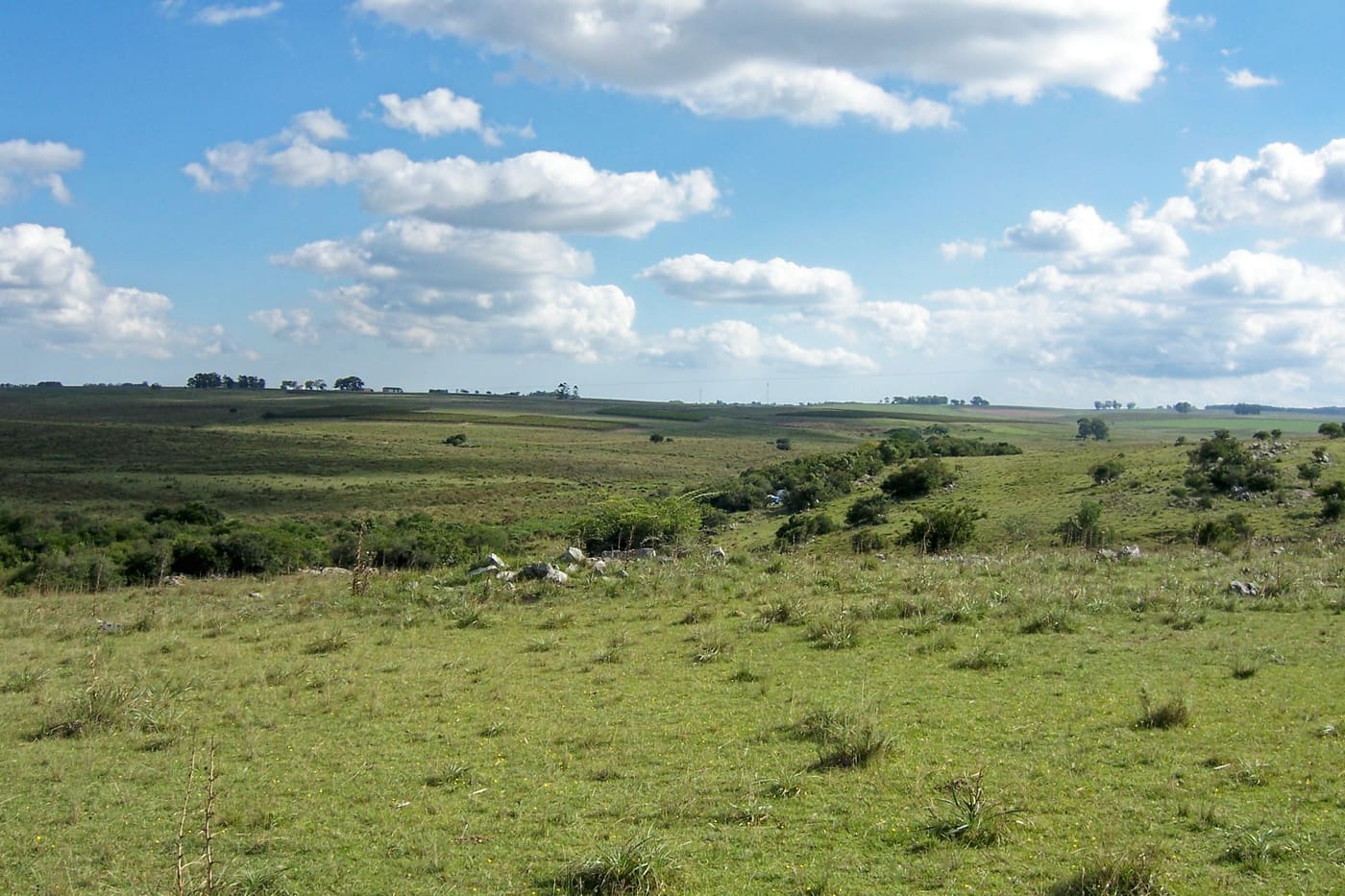 Pradera und Uferwald, Uruguay