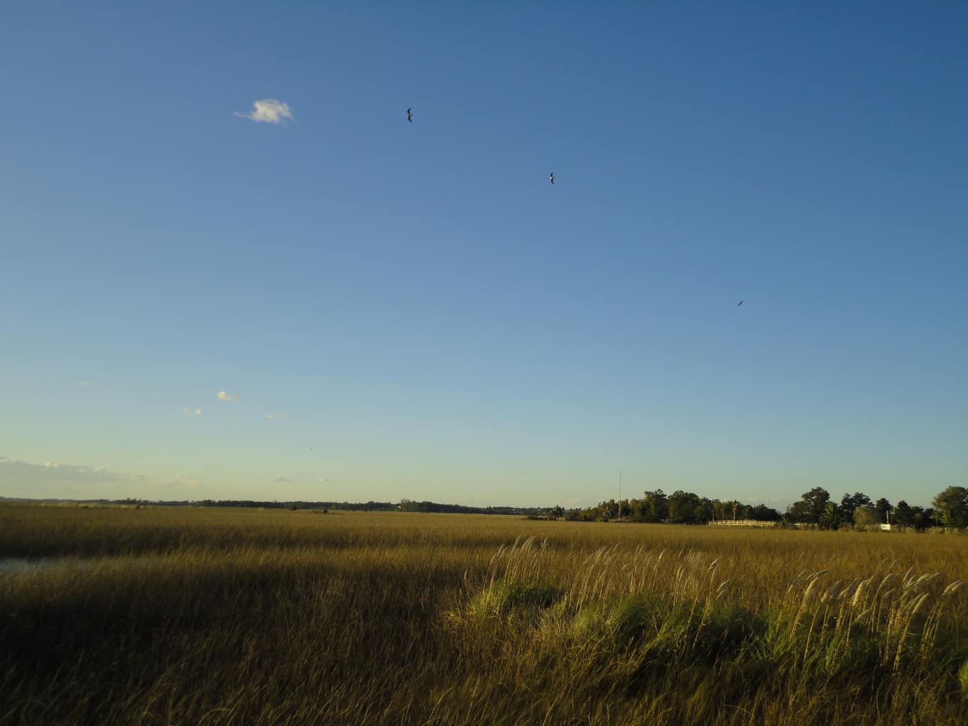Weideland in der Abenddämmerung