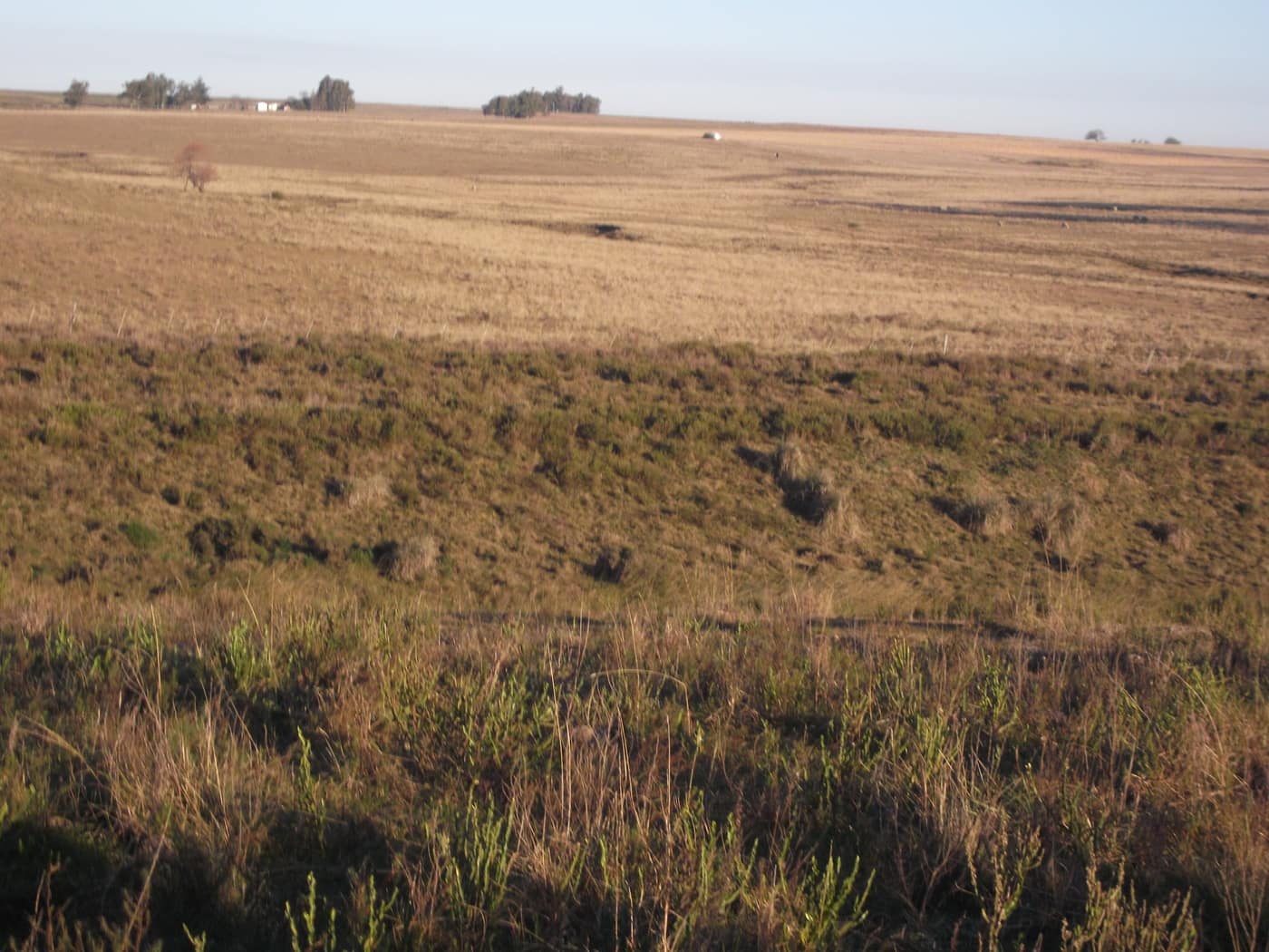 Abgeerntetes Feld bis zum Horizont